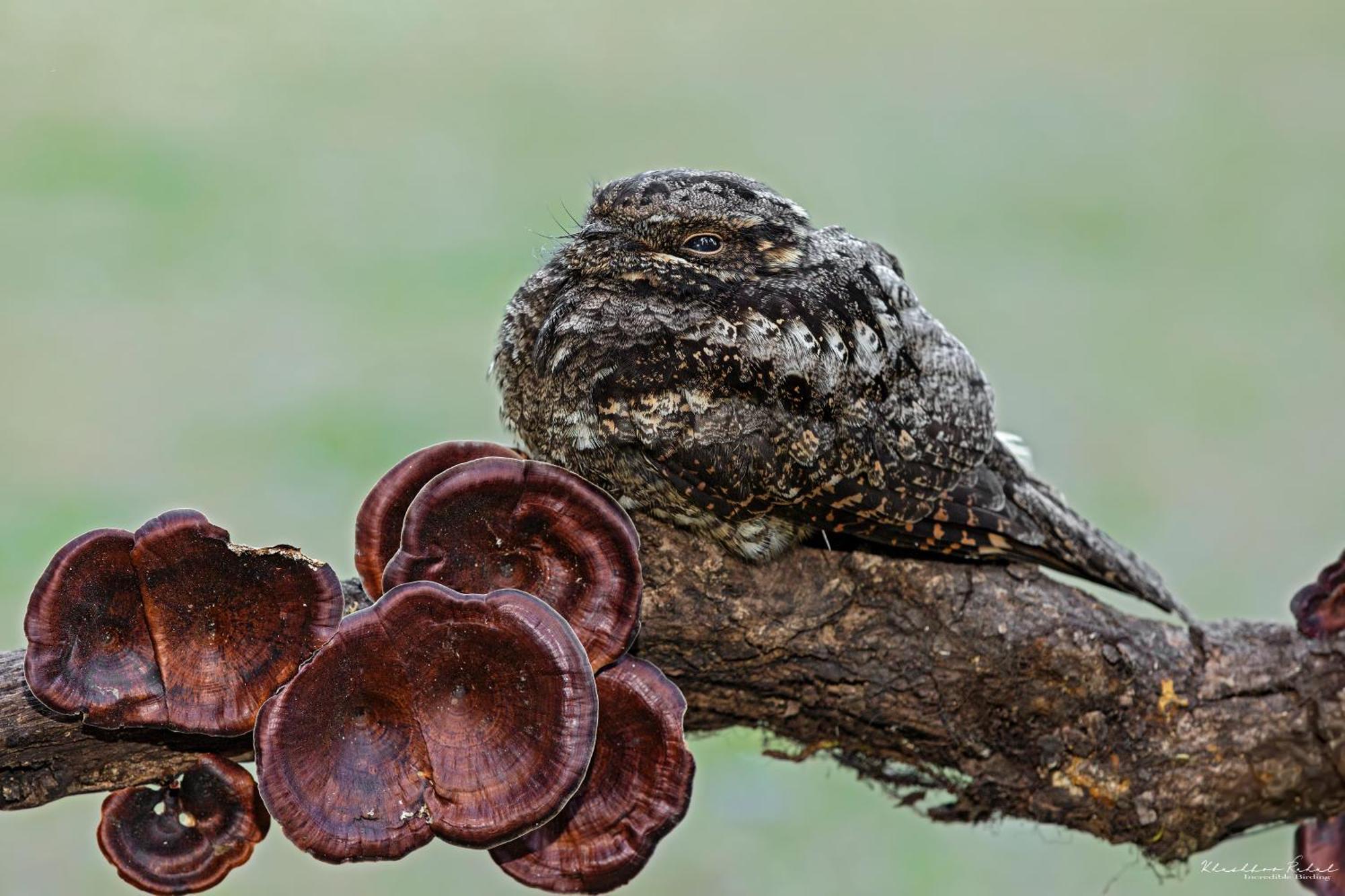 Apartament Incredible Birding Camp Bhīm Tāl Zewnętrze zdjęcie