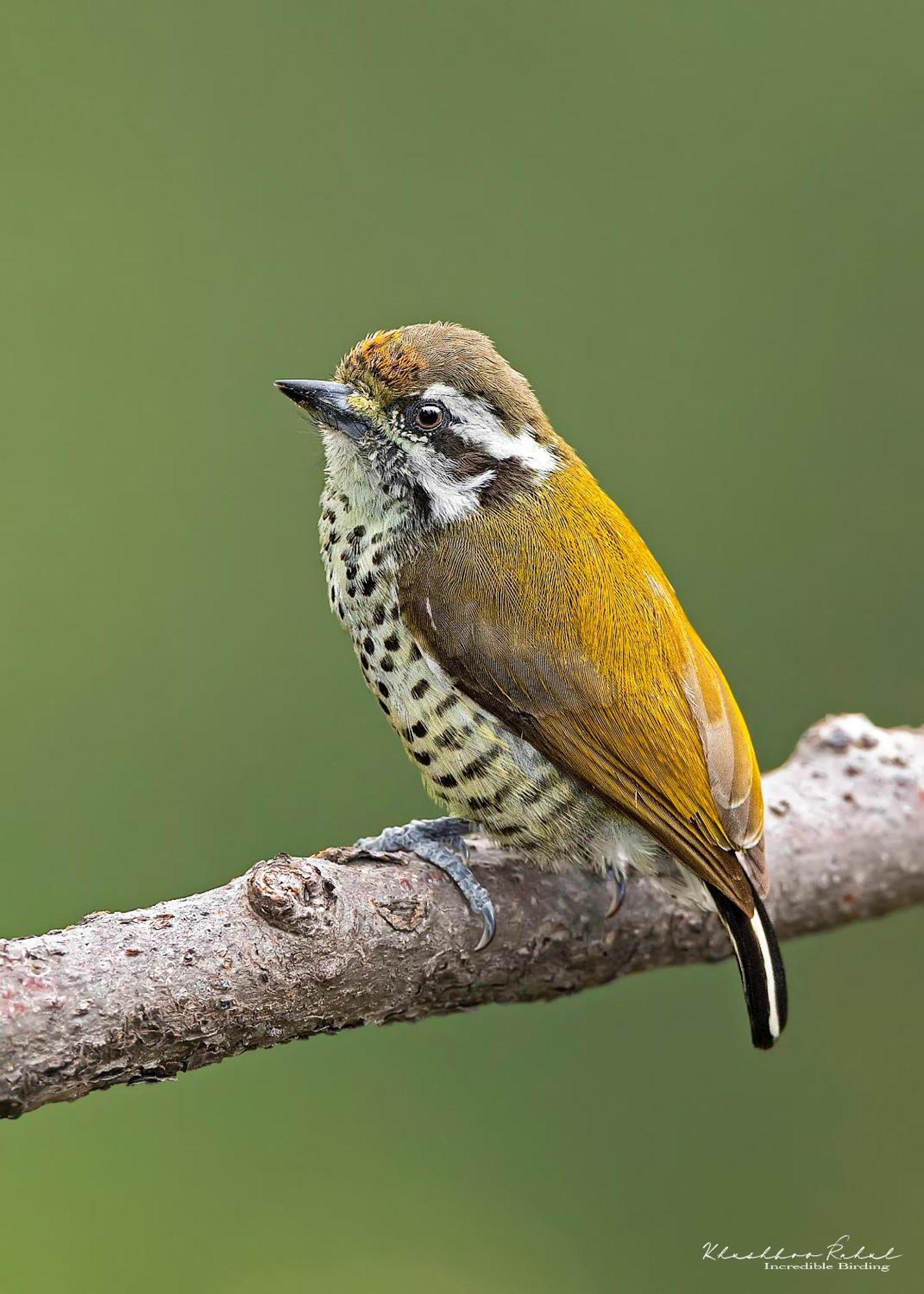 Apartament Incredible Birding Camp Bhīm Tāl Zewnętrze zdjęcie