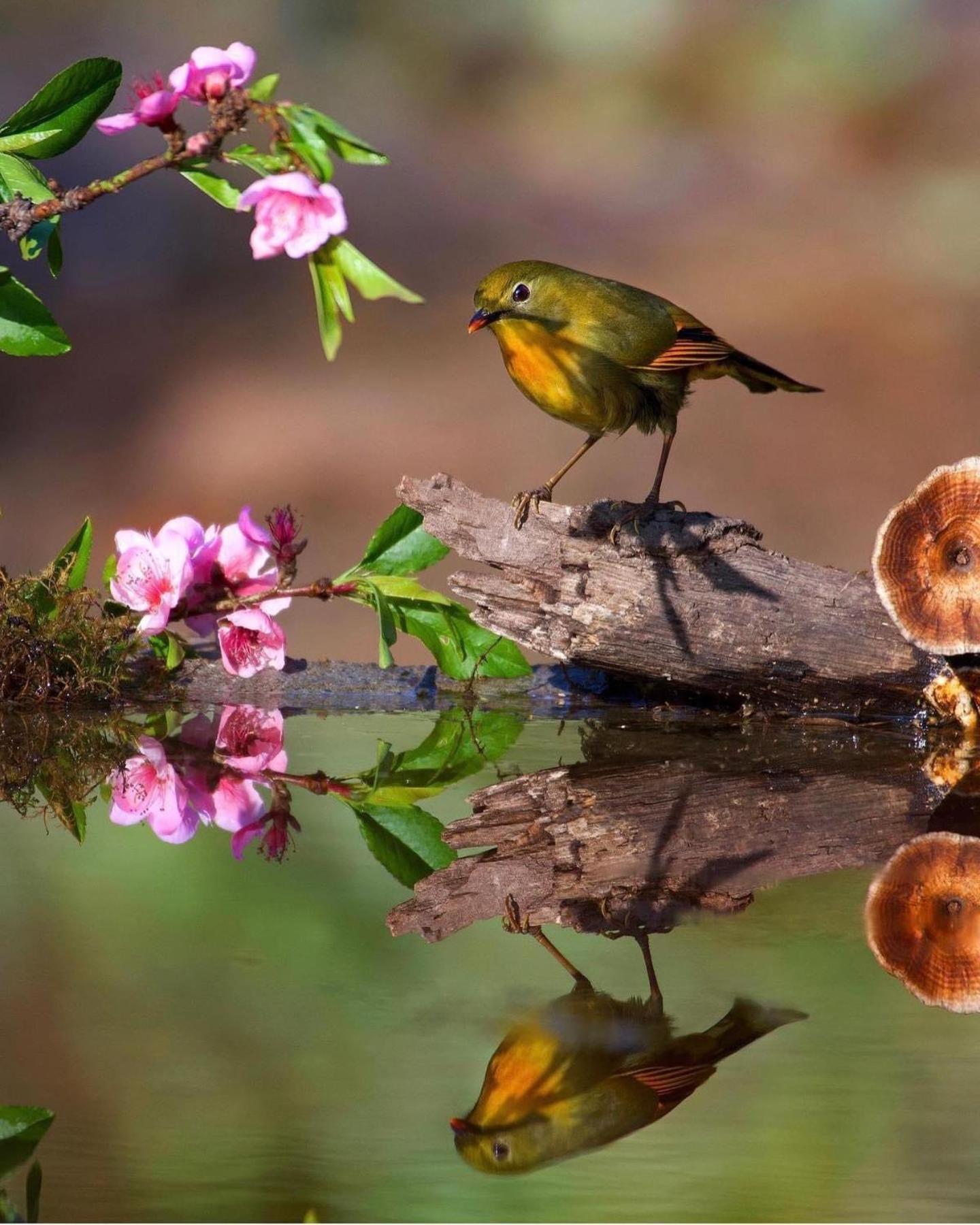 Apartament Incredible Birding Camp Bhīm Tāl Zewnętrze zdjęcie
