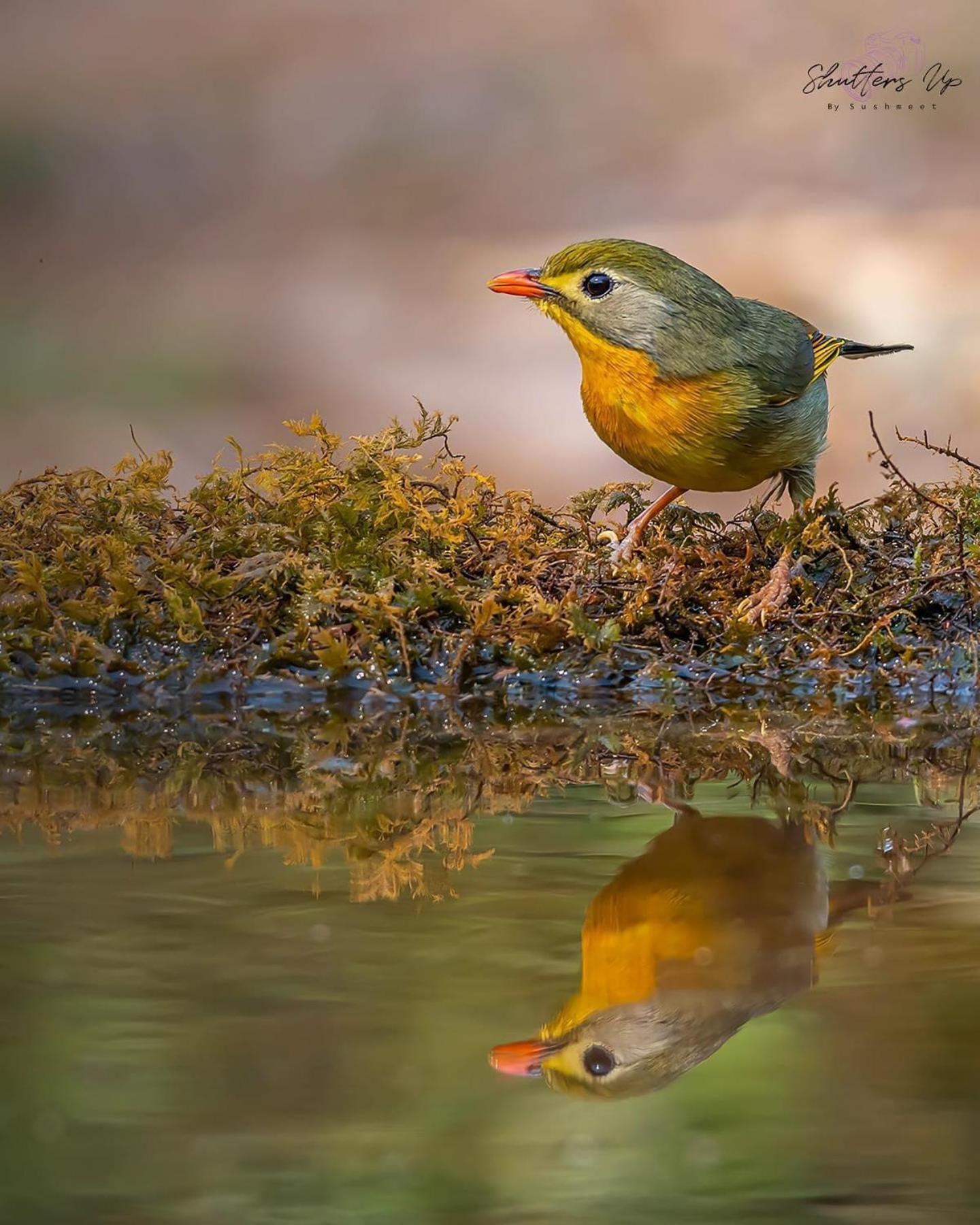 Apartament Incredible Birding Camp Bhīm Tāl Zewnętrze zdjęcie